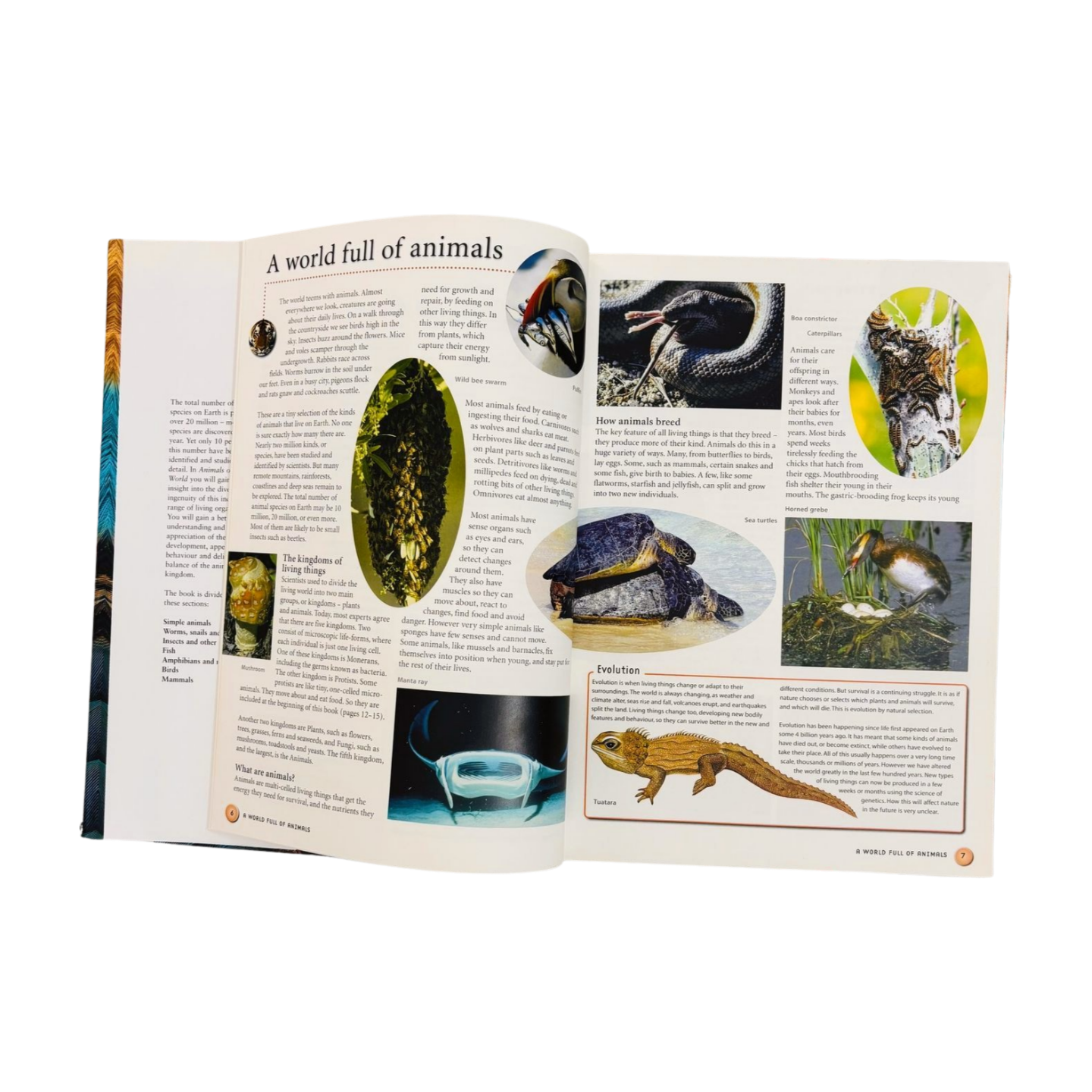 Animals of the World