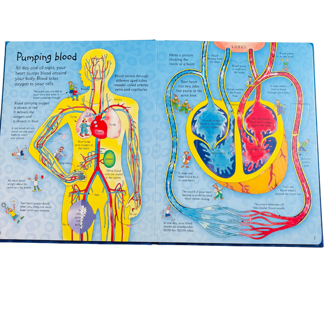 An Usborne Flap Book See Inside Your Body