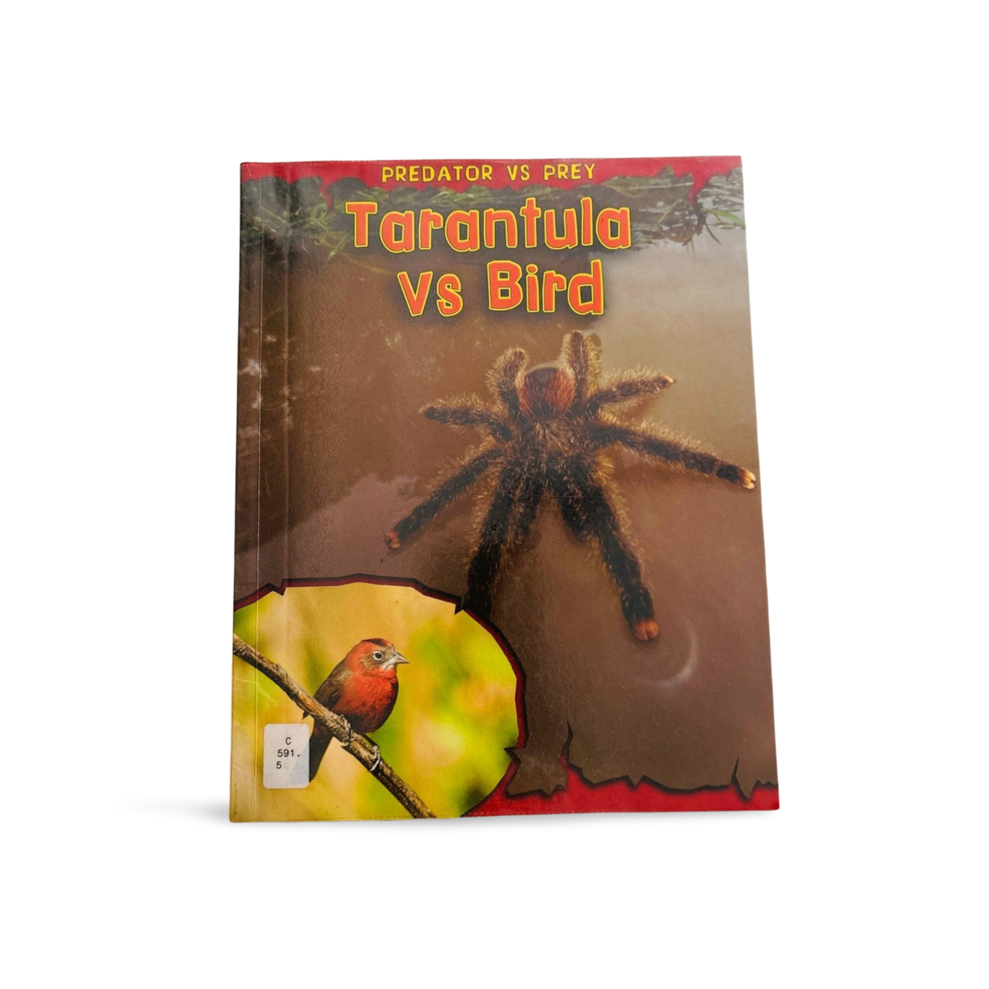 Predator VS Prey: Tarantula VS Bird